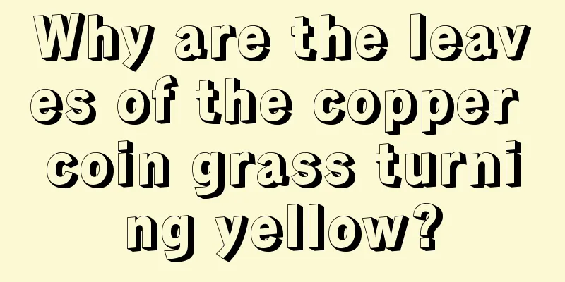 Why are the leaves of the copper coin grass turning yellow?