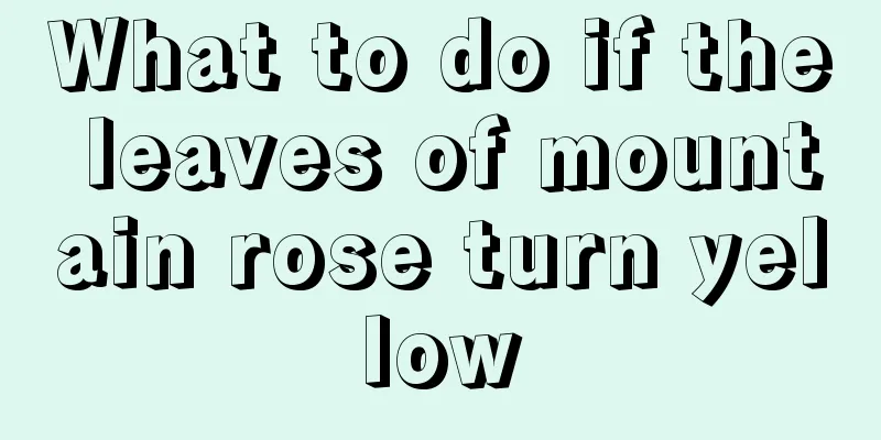 What to do if the leaves of mountain rose turn yellow