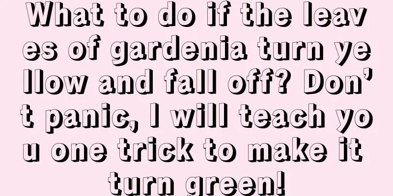 What to do if the leaves of gardenia turn yellow and fall off? Don’t panic, I will teach you one trick to make it turn green!