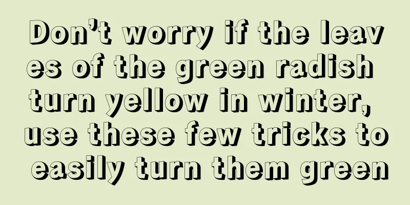 Don’t worry if the leaves of the green radish turn yellow in winter, use these few tricks to easily turn them green