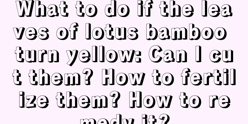 What to do if the leaves of lotus bamboo turn yellow: Can I cut them? How to fertilize them? How to remedy it?