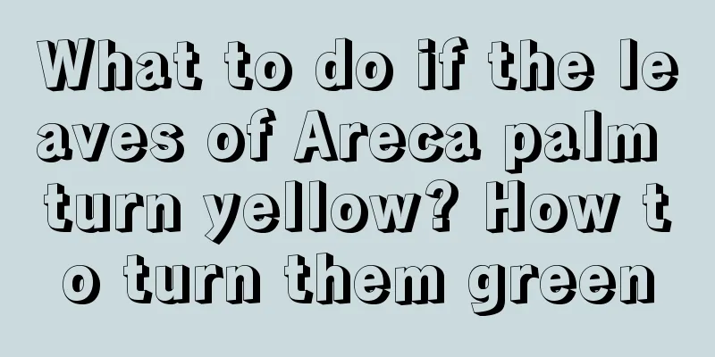 What to do if the leaves of Areca palm turn yellow? How to turn them green