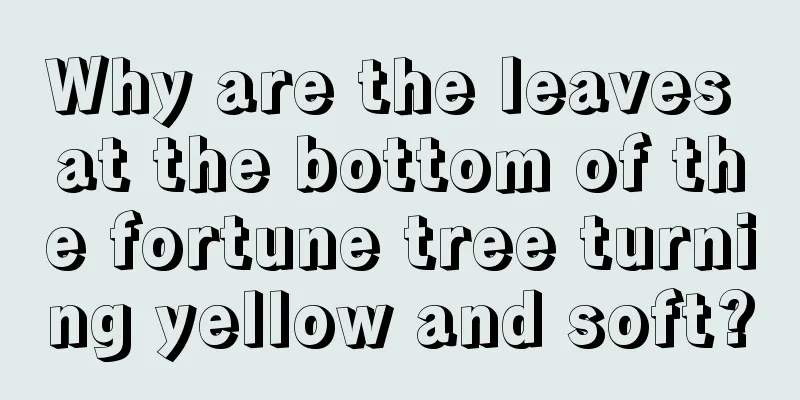 Why are the leaves at the bottom of the fortune tree turning yellow and soft?