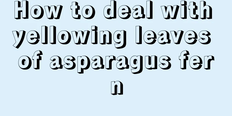 How to deal with yellowing leaves of asparagus fern