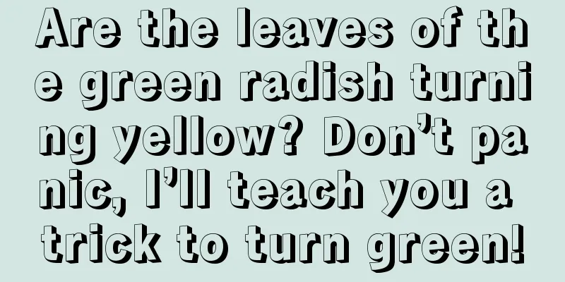 Are the leaves of the green radish turning yellow? Don’t panic, I’ll teach you a trick to turn green!