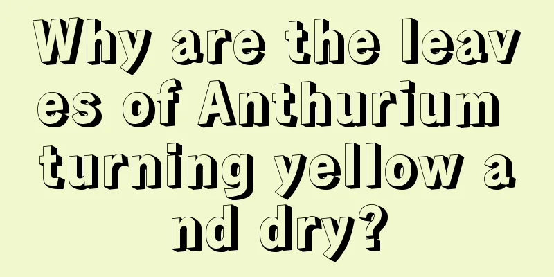 Why are the leaves of Anthurium turning yellow and dry?