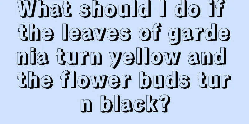 What should I do if the leaves of gardenia turn yellow and the flower buds turn black?