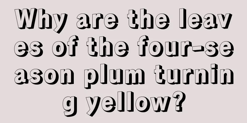 Why are the leaves of the four-season plum turning yellow?