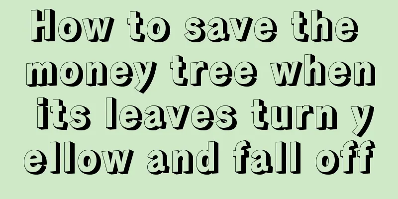 How to save the money tree when its leaves turn yellow and fall off