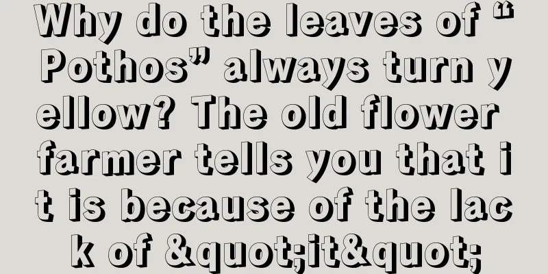 Why do the leaves of “Pothos” always turn yellow? The old flower farmer tells you that it is because of the lack of "it"