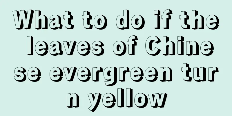 What to do if the leaves of Chinese evergreen turn yellow