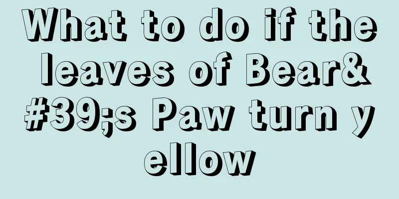 What to do if the leaves of Bear's Paw turn yellow