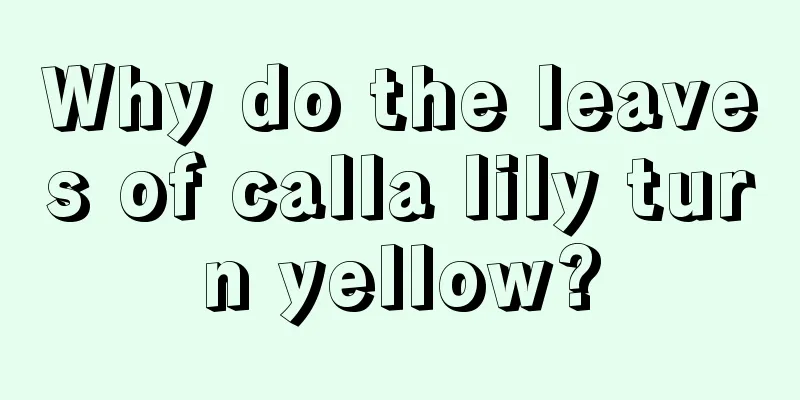 Why do the leaves of calla lily turn yellow?