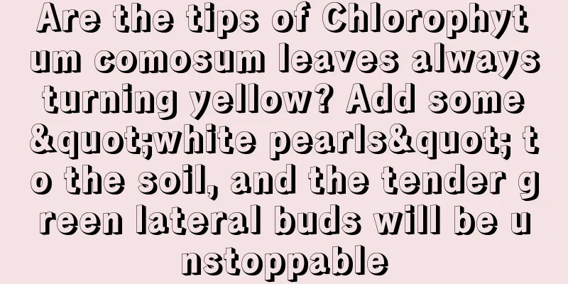 Are the tips of Chlorophytum comosum leaves always turning yellow? Add some "white pearls" to the soil, and the tender green lateral buds will be unstoppable