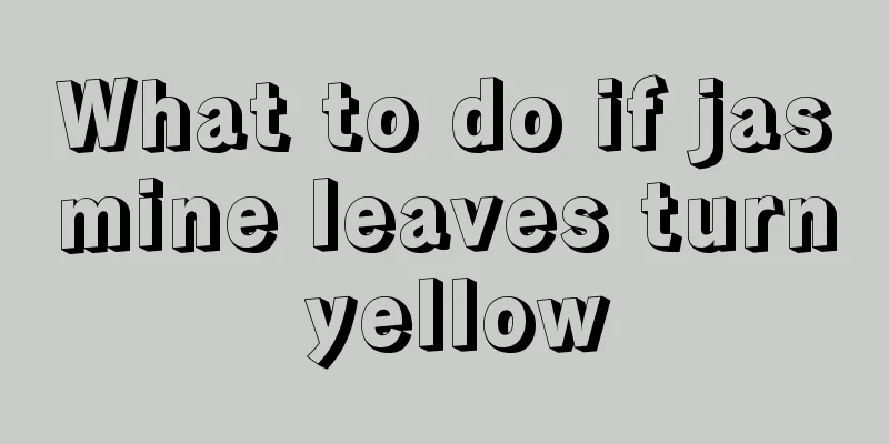 What to do if jasmine leaves turn yellow