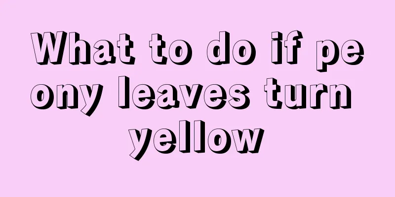 What to do if peony leaves turn yellow