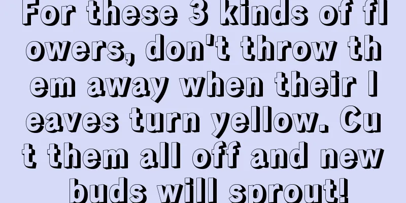 For these 3 kinds of flowers, don't throw them away when their leaves turn yellow. Cut them all off and new buds will sprout!