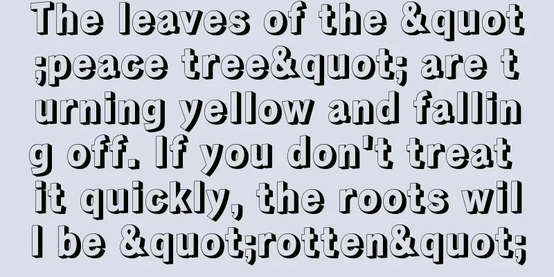 The leaves of the "peace tree" are turning yellow and falling off. If you don't treat it quickly, the roots will be "rotten"