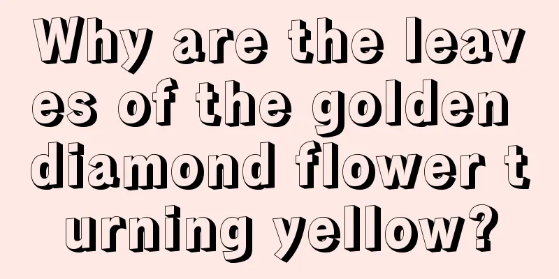 Why are the leaves of the golden diamond flower turning yellow?