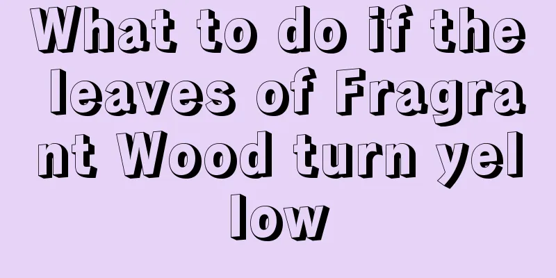 What to do if the leaves of Fragrant Wood turn yellow