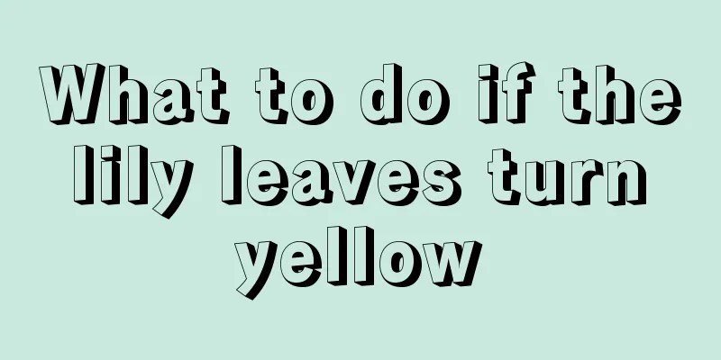 What to do if the lily leaves turn yellow