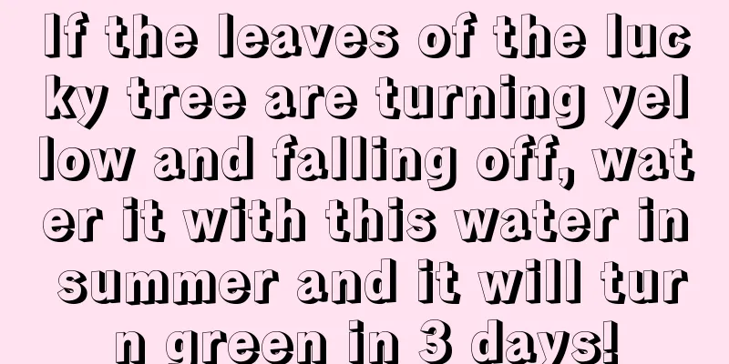 If the leaves of the lucky tree are turning yellow and falling off, water it with this water in summer and it will turn green in 3 days!