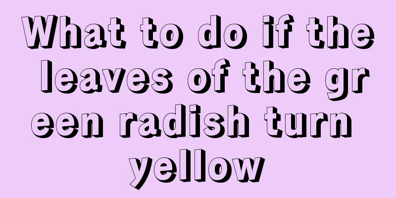 What to do if the leaves of the green radish turn yellow