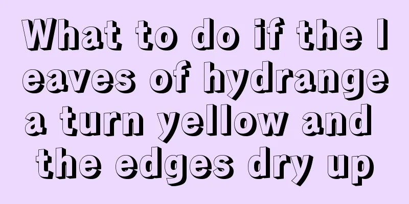 What to do if the leaves of hydrangea turn yellow and the edges dry up