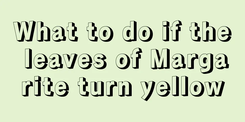 What to do if the leaves of Margarite turn yellow