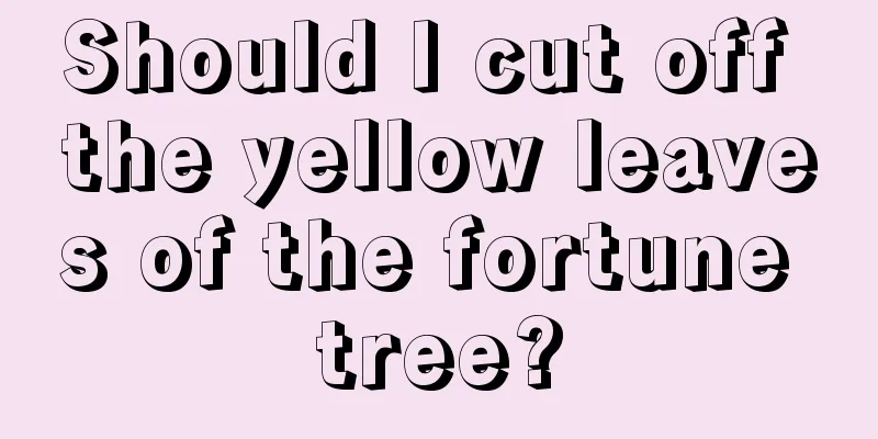 Should I cut off the yellow leaves of the fortune tree?