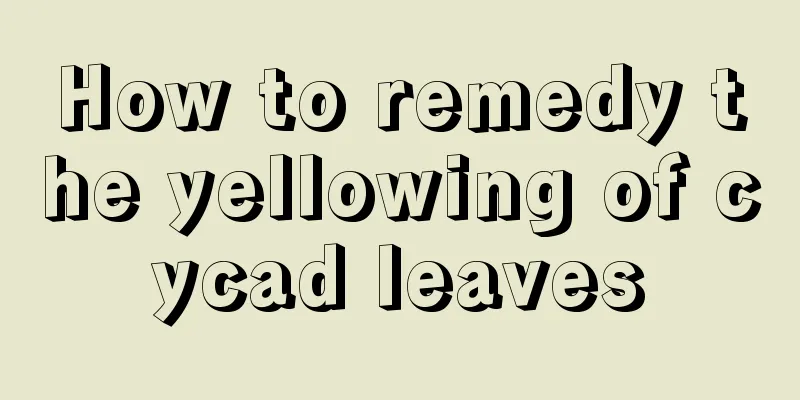 How to remedy the yellowing of cycad leaves