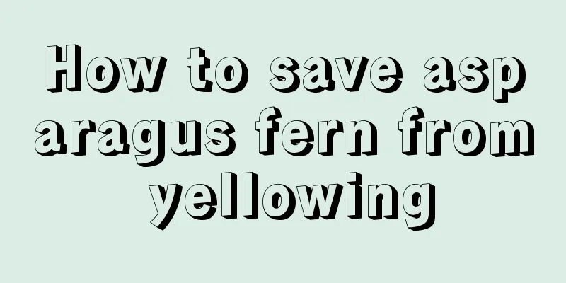 How to save asparagus fern from yellowing