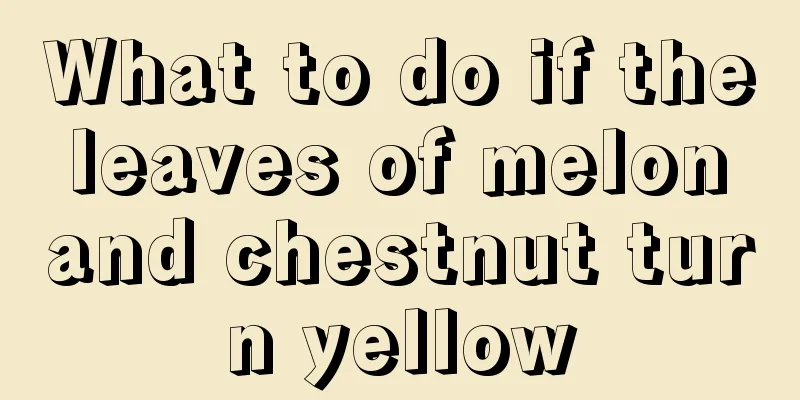 What to do if the leaves of melon and chestnut turn yellow