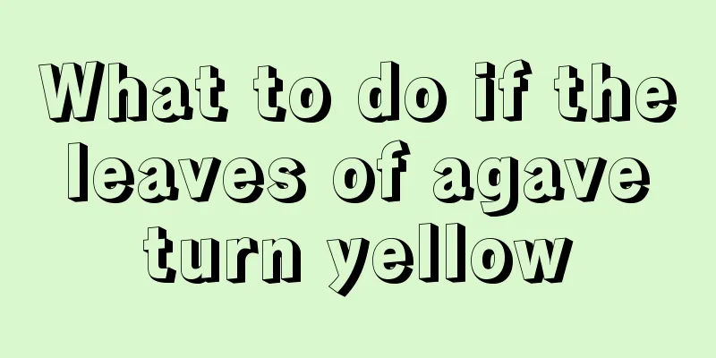 What to do if the leaves of agave turn yellow