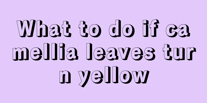 What to do if camellia leaves turn yellow