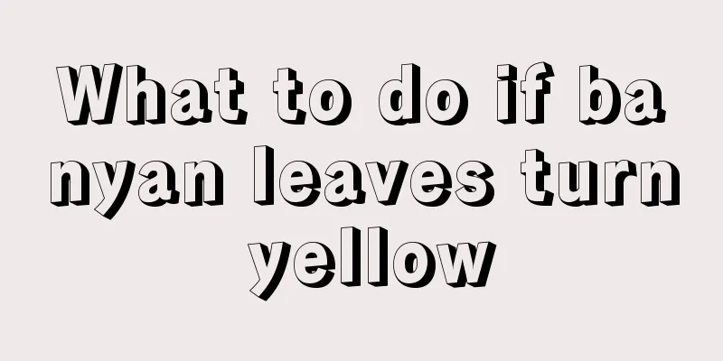 What to do if banyan leaves turn yellow