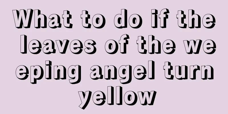 What to do if the leaves of the weeping angel turn yellow