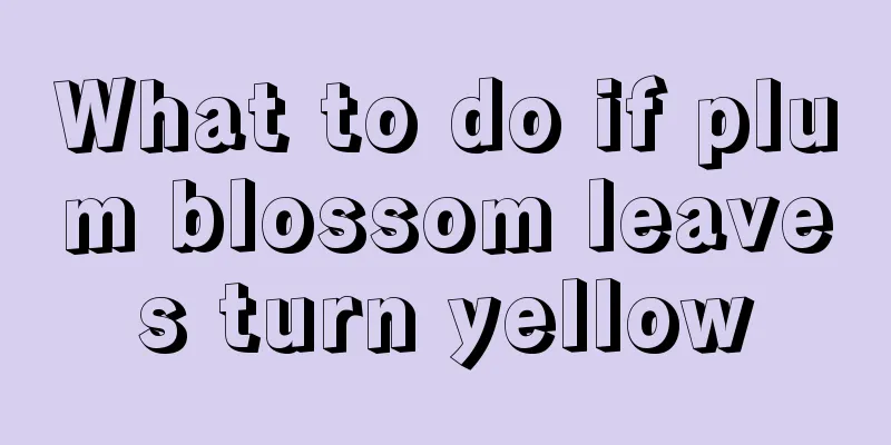 What to do if plum blossom leaves turn yellow