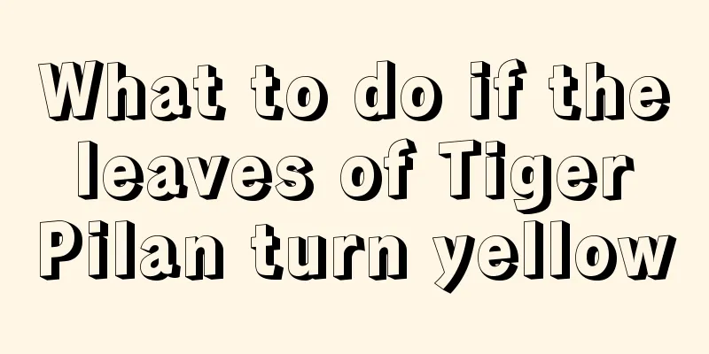 What to do if the leaves of Tiger Pilan turn yellow