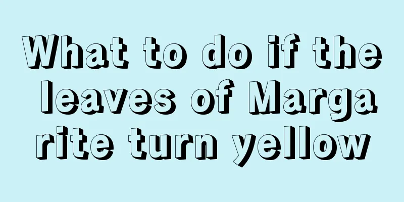 What to do if the leaves of Margarite turn yellow