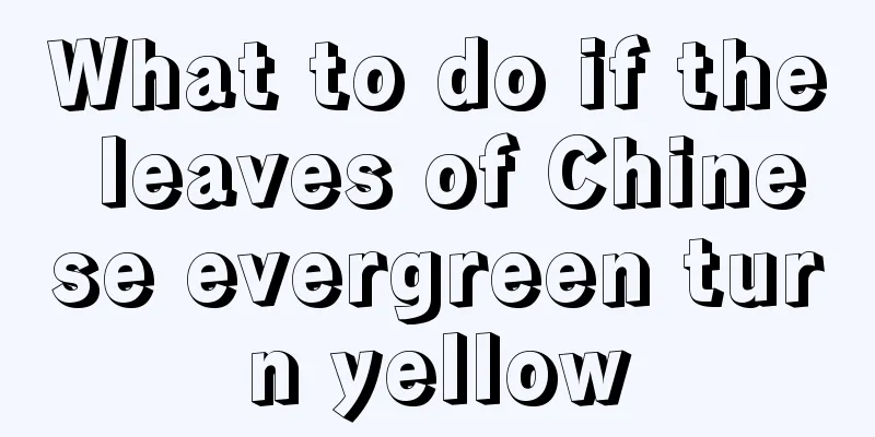 What to do if the leaves of Chinese evergreen turn yellow