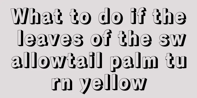 What to do if the leaves of the swallowtail palm turn yellow