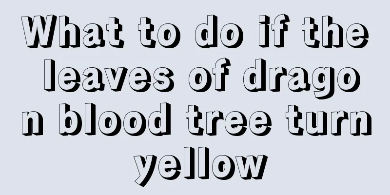 What to do if the leaves of dragon blood tree turn yellow