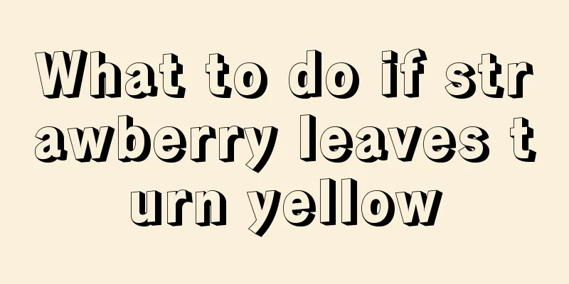 What to do if strawberry leaves turn yellow