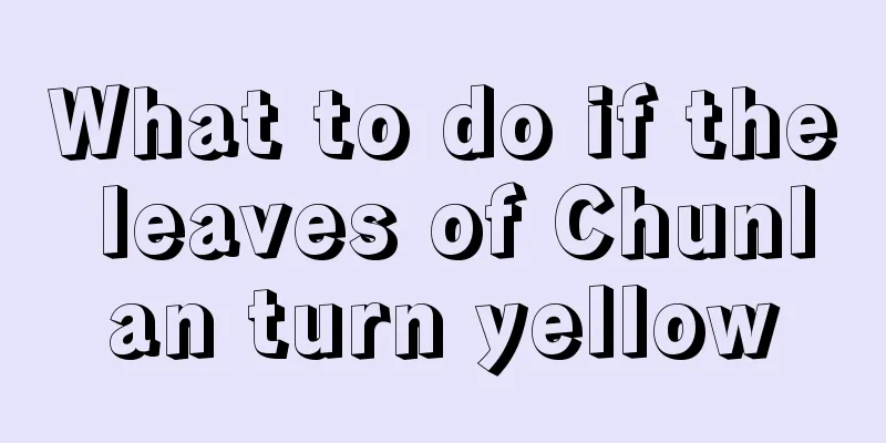 What to do if the leaves of Chunlan turn yellow