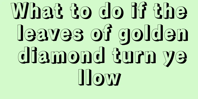 What to do if the leaves of golden diamond turn yellow