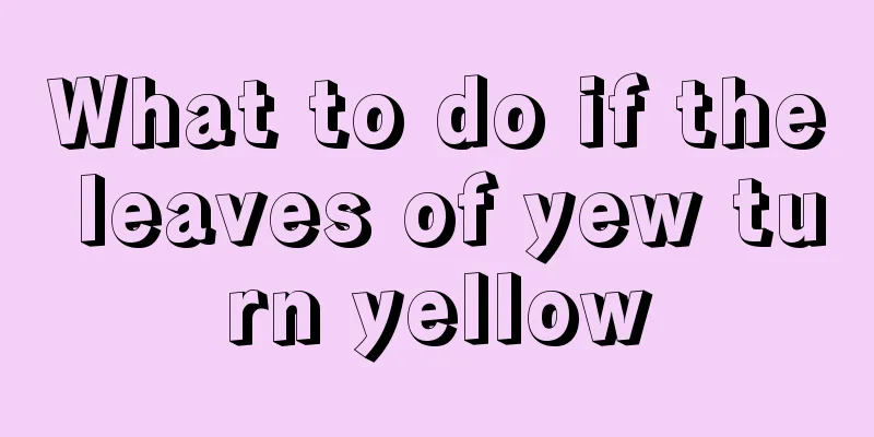 What to do if the leaves of yew turn yellow