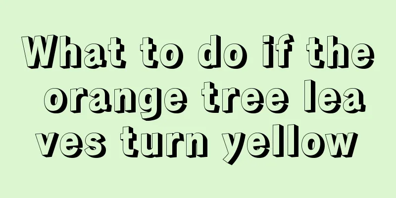 What to do if the orange tree leaves turn yellow