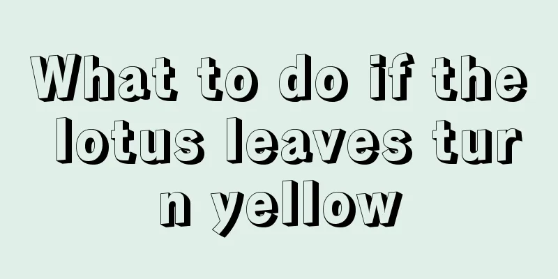 What to do if the lotus leaves turn yellow