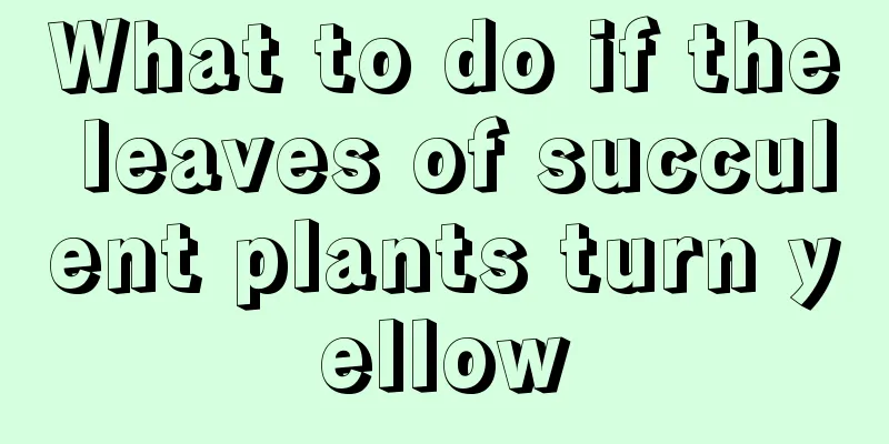 What to do if the leaves of succulent plants turn yellow